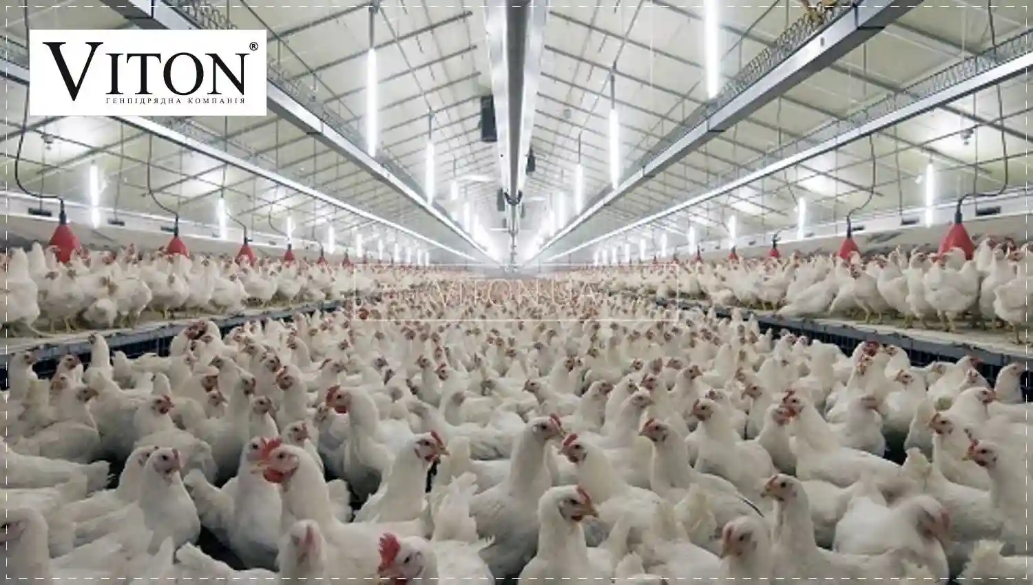 Будівництво пташників за технологією ШМБ.