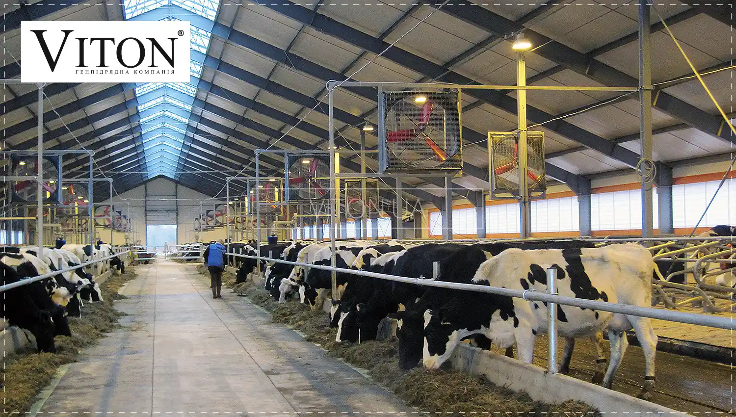 Будівництво корівника на 100 голів.