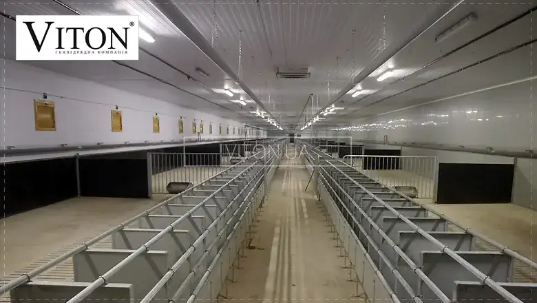 Свинокомплексів